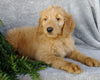 F1 Goldendoodle For Sale Millersburg, OH Female- April
