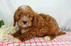 ICA Registered Cavapoo For Sale Wooster, OH Male- Arin