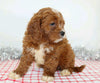 ICA Registered Cavapoo For Sale Wooster, OH Male- Arin