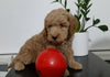 Mini Goldendoodle For Sale Sugarcreek, OH Male- Arrow