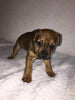Yorkshire Terrier Mix For Sale Fredericksburg, OH Male- Asher
