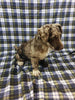 Mini Labradoodle For Sale Millersburg, OH Female- Athena