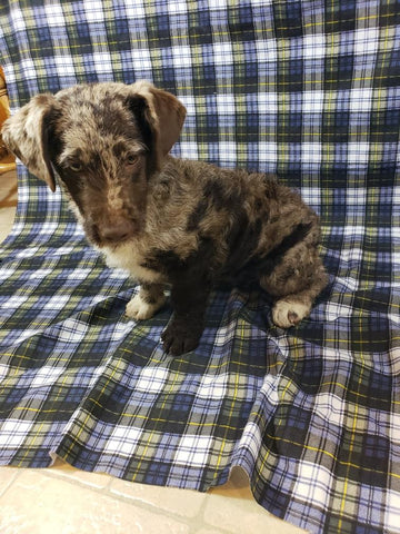 Mini Labradoodle For Sale Millersburg, OH Female- Athena