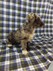 Mini Labradoodle For Sale Millersburg, OH Female- Athena