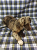 Mini Labradoodle For Sale Millersburg, OH Female- Athena