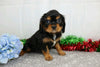 AKC Registered Cavalier King Charles Spaniel For Sale Wooster, OH Male- Atlas