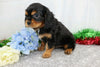 AKC Registered Cavalier King Charles Spaniel For Sale Wooster, OH Male- Atlas