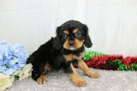 AKC Registered Cavalier King Charles Spaniel For Sale Wooster, OH Female- Auburn