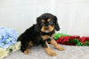 AKC Registered Cavalier King Charles Spaniel For Sale Wooster, OH Female- Auburn
