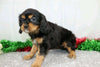 AKC Registered Cavalier King Charles Spaniel For Sale Wooster, OH Female- Auburn