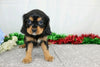AKC Registered Cavalier King Charles Spaniel For Sale Wooster, OH Female- Auburn