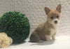 ACA Registered Pembroke Welsh Corgi For Sale Holmesville, OH Female- Ava