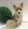 ACA Registered Pembroke Welsh Corgi For Sale Holmesville, OH Female- Ava