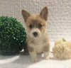 ACA Registered Pembroke Welsh Corgi For Sale Holmesville, OH Female- Ava