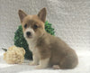 ACA Registered Pembroke Welsh Corgi For Sale Holmesville, OH Female- Ava