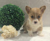 ACA Registered Pembroke Welsh Corgi For Sale Holmesville, OH Female- Avery