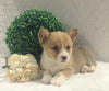 ACA Registered Pembroke Welsh Corgi For Sale Holmesville, OH Female- Avery
