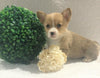 ACA Registered Pembroke Welsh Corgi For Sale Holmesville, OH Female- Avery