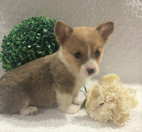 ACA Registered Pembroke Welsh Corgi For Sale Holmesville, OH Female- Avery