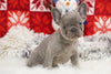 AKC Registered French Bulldog For Sale Fredricksburg, OH Female-Star