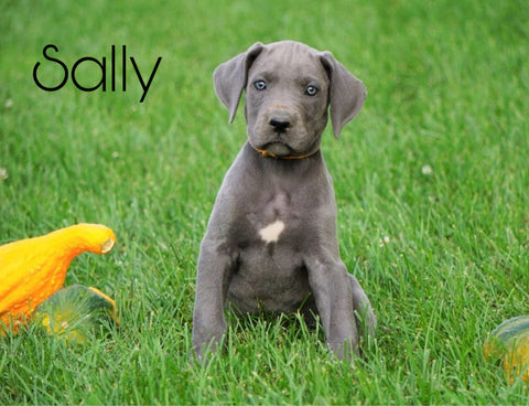 AKC Registered Great Dane For Sale MIllersburg, OH Female - Sally