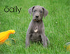 AKC Registered Great Dane For Sale MIllersburg, OH Female - Sally