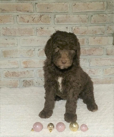 AKC Registered Poodle (Standard) For Sale Homesville, OH Female - Bailey
