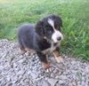 Australian Shepherd For Sale Baltic, OH Female- Bailey