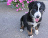 Australian Shepherd For Sale Baltic, OH Female- Bailey