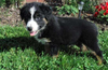 Australian Shepherd For Sale Baltic, OH Female- Bailey