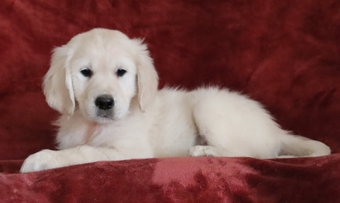 AKC Registered English Cream Golden Retriever For Sale Fredericksburg, OH Female - Bailey -Genetic Tested