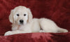 AKC Registered English Cream Golden Retriever For Sale Fredericksburg, OH Female - Bailey -Genetic Tested