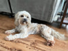 Shih- Poo For Sale Louisville, OH Female- Bailey