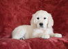 AKC Registered English Cream Golden Retriever For Sale Fredericksburg, OH Female - Bailey -Genetic Tested