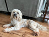 Shih- Poo For Sale Louisville, OH Female- Bailey