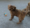 Cavapoo For Sale Millersburg, OH Female- Bailey