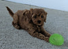 Cavapoo For Sale Millersburg, OH Female- Bailey