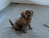 Cavapoo For Sale Millersburg, OH Female- Bailey