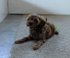 Cavapoo For Sale Millersburg, OH Female- Bailey