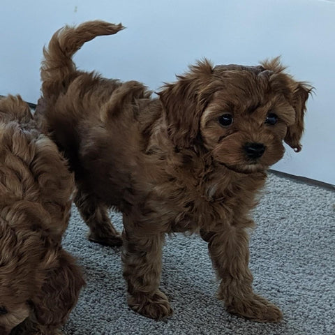 Cavapoo For Sale Millersburg, OH Female- Bailey