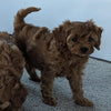 Cavapoo For Sale Millersburg, OH Female- Bailey