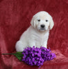 AKC Registered English Cream Golden Retriever For Sale Fredericksburg, OH Female- Bailey
