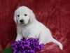AKC Registered English Cream Golden Retriever For Sale Fredericksburg, OH Female- Bailey