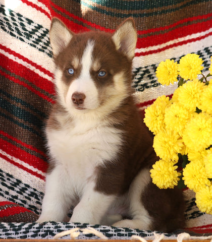 Siberian Husky For Sale Fredericksburg, OH Male- Balto