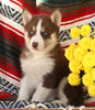 Siberian Husky For Sale Fredericksburg, OH Male- Balto