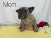 AKC Registered French Bulldog For Sale Holmesville, OH Male- Lester