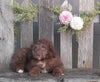Mini Aussiedoodle For Sale Fredericksburg, OH Male- Banjo