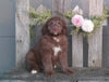 Mini Aussiedoodle For Sale Fredericksburg, OH Male- Banjo