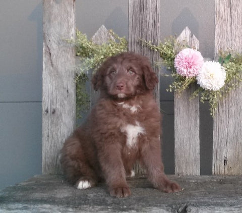 Mini Aussiedoodle For Sale Fredericksburg, OH Male- Banjo