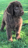 Labradoodle For Sale Sugarcreek, OH Male- Baxter